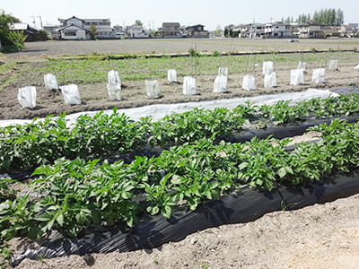 農薬・化学肥料に頼らない自然農法で野菜を栽培している農園
